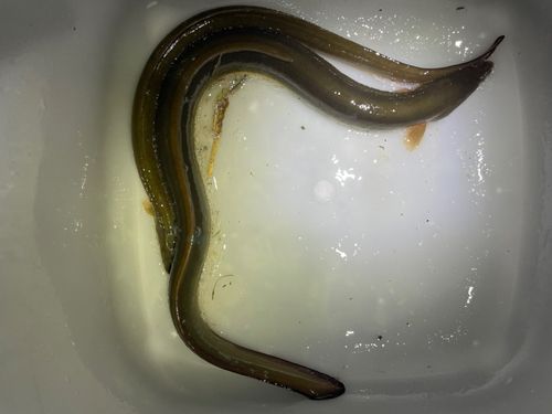 ウナギの釣果