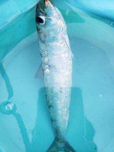 マイワシの釣果