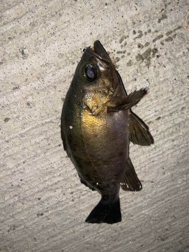 メバルの釣果