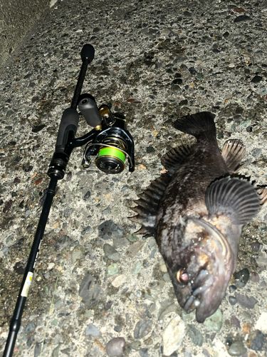 クロソイの釣果