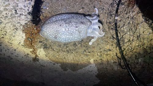 モンゴウイカの釣果