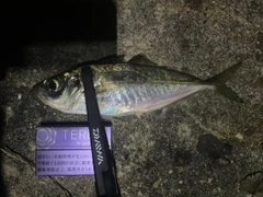 マアジの釣果