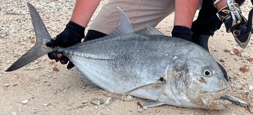ロウニンアジの釣果