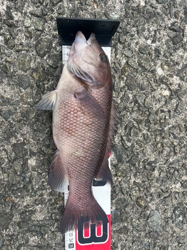 カンダイの釣果