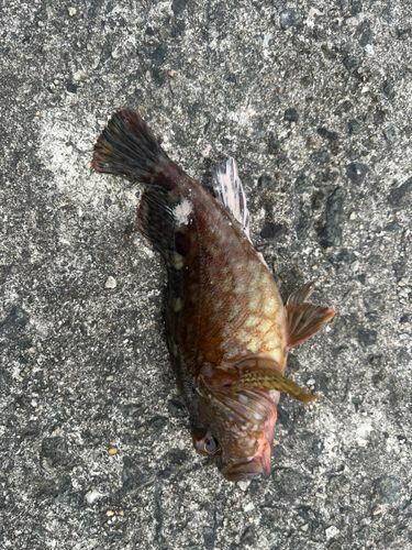 ガシラの釣果