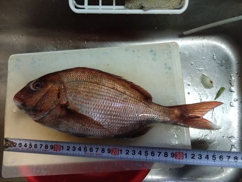 マダイの釣果