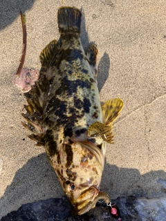 ベッコウゾイの釣果