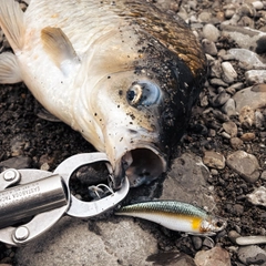 ヘラブナの釣果