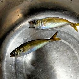 アジ