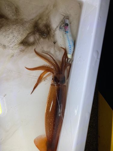 スルメイカの釣果