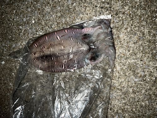 モンゴウイカの釣果