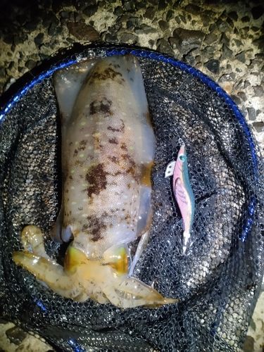 アオリイカの釣果