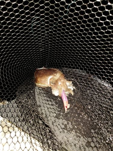 コウイカの釣果