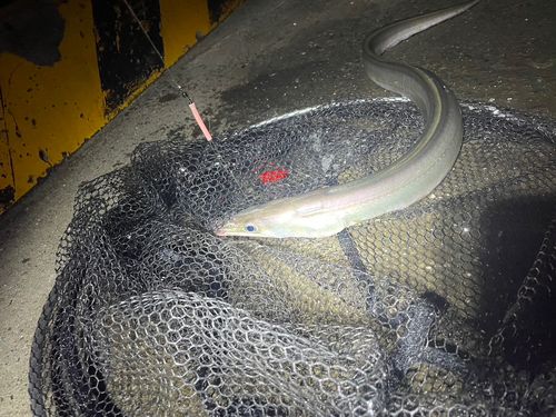 ハモの釣果