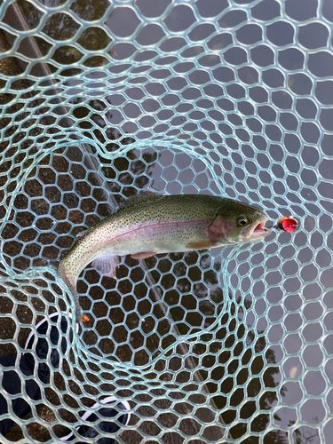 トラウトの釣果