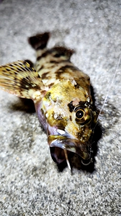 カサゴの釣果