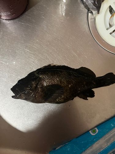 釣果
