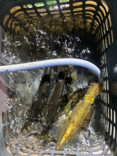 イカの釣果