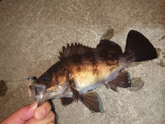 メバルの釣果