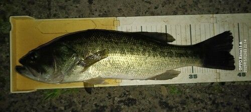 ブラックバスの釣果