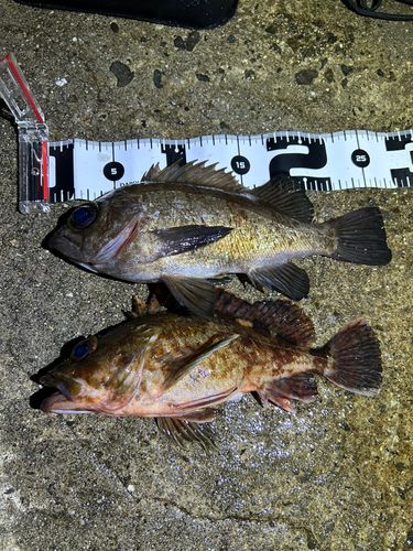 メバルの釣果