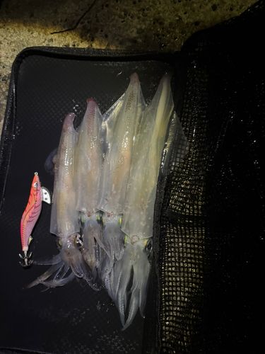 ヤリイカの釣果
