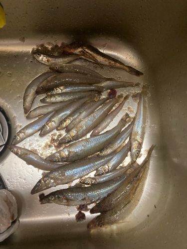 シロギスの釣果