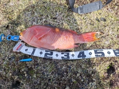 タキベラの釣果