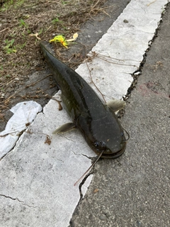 ナマズの釣果