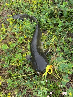ナマズの釣果
