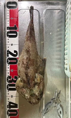 カジカの釣果