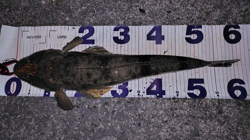 マゴチの釣果