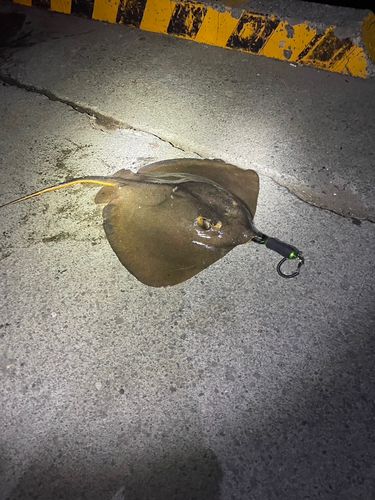 アカエイの釣果