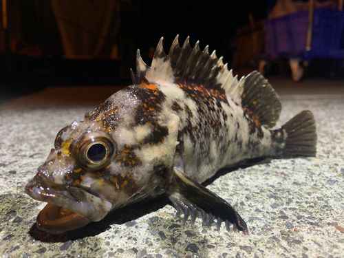 オウゴンムラソイの釣果