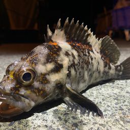 オウゴンムラソイ