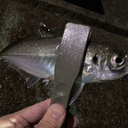 アジ