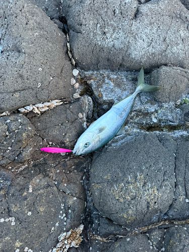 ワカシの釣果