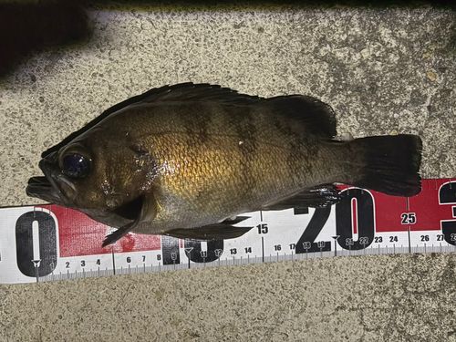 シロメバルの釣果