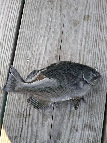 グレの釣果