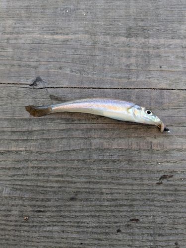 キスの釣果