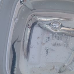 カタクチイワシ