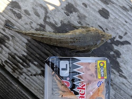メゴチの釣果