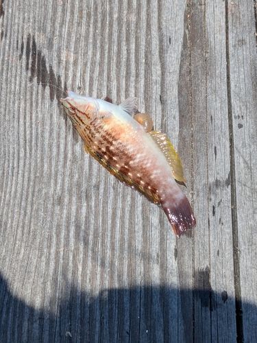 ベラの釣果