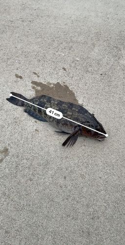 アイナメの釣果