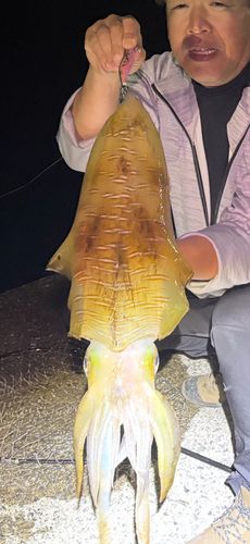アオリイカの釣果