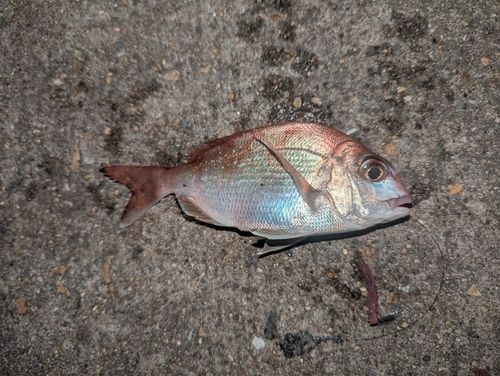 チャリコの釣果