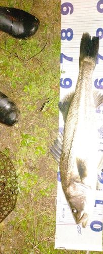 スズキの釣果