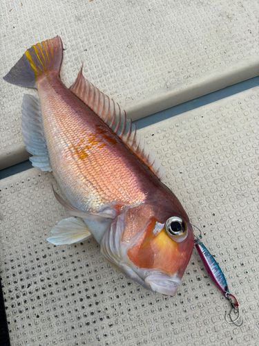 アカアマダイの釣果