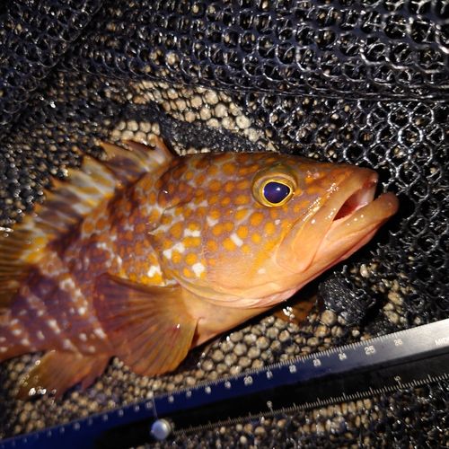 キジハタの釣果