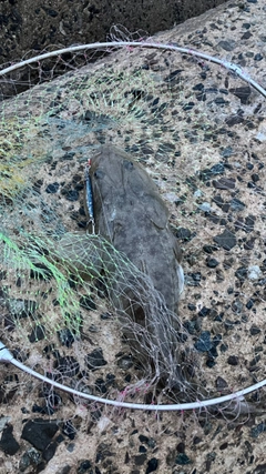 マゴチの釣果